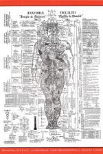Lámina Anatomía Oculta