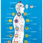 Lámina Kundalini y los Chakras